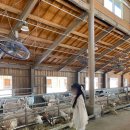 세이지우드 홍천산양목장 이미지