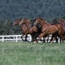 무산목장 이미지