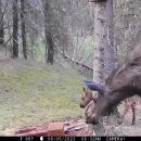 트레일 카메라에 사슴과 새끼 무스와 엄마 무스가 찍혔네요 이미지