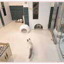 아이조아 캣파크 서울점 이미지