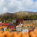 데이비스농장 이미지