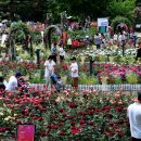 ◆ 디카 사진일기 - 서울대공원 장미축제 풍경 ◆ 이미지