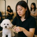 클로버 애견미용 이미지