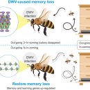 기형 날개 바이러스로 인하여 기억력 상실한 벌들을 부티르산나트륨이 회복시켜 준다(논문). 이미지