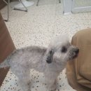 마롱 살롱 이미지