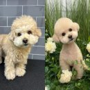 멍멍 애견미용 이미지