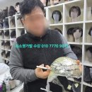 최소영가발