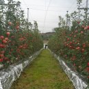 둥이네 농장 이미지