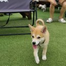 라운지 도그 이미지