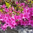 숲속마을 이미지