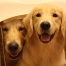 장군이켄넬 이미지