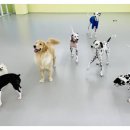 딩동댕치원 이미지