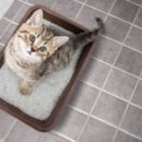 수목원동물병원 이미지