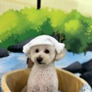 라떼펫살롱 이미지