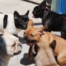 단디프렌치 이미지