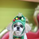 올리브 애견 이미지