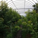 대련농장 이미지