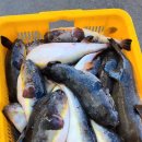 동해복어 이미지