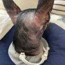 우리 강아지 | 아토피로 고민하던 우리 강아지, 사이토포인트 주사 후기 💉