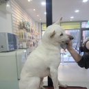 퐁실하개 네이버블로그