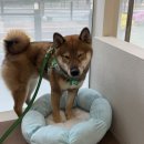 해솔 동물병원 이미지