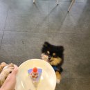 펫타리움 청담점 이미지