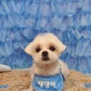 바비펫살롱 이미지