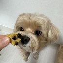 댕냥이점빵