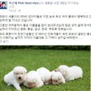 강아지 대통령 이미지