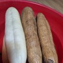 토종오이 이미지