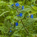 그린알카넷 [상록뷰글로스, 펜타글로티스 셈페르비렌스 (Pentaglottis sempervirens)] 이미지