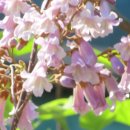 좋은 글 5월 풍경 환경보호 쓰레기 줍기 아기 왜가리 까치의 부리 갈기 오동나무꽃 이미지
