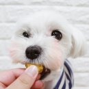 스윗차일드오마인 이미지