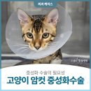 용인으뜸원동물병원 | 용인 으뜸원동물병원, 고양이 암컷중성화 수술