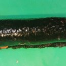 돌구이한식 이미지