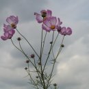 대우경로당 이미지