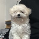 ╬♥═╬ 돼지~やっほー(야호)~~~ ╬♥═╬