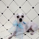 포댕포댕 이미지