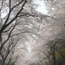 벚꽃길13 티스토리