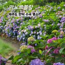새미언덕 | 마노르블랑 수국 축제 - 제주도 안덕면 가볼만한 곳