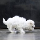 밀크독 켄넬 앤 카페 강아지분양 하남미사점 | 미니말티즈분양 달콤사탕 티컵 몸매