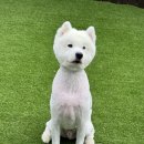 팍스도그트레이닝센터 이미지