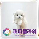 강아지분양 애견분양 퍼피플라워 중랑점 이미지