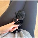 강아지 나라 | 주안강아지분양 블랙푸들 솔직후기