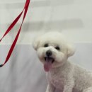 강아지 미용 이미지