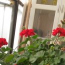 장미목장 이미지