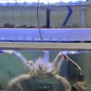 굿크랩(Good crab)