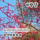 광양 매화 축제 정보 주차 실시간 후기