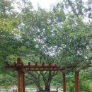 천도리양지마을 이미지