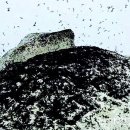 러브버그 논란… 생태적 균형에 ‘나쁜 곤충’은 없다[과학으로 세상 보기/이은희] 이미지